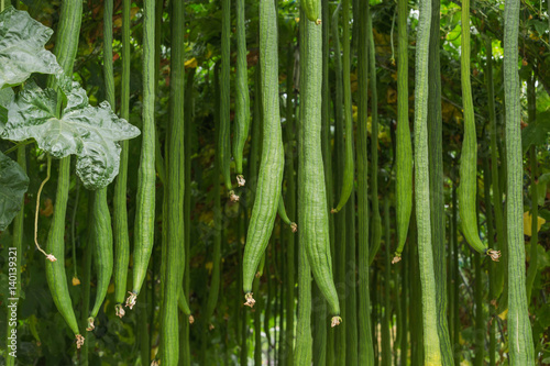 Many smooth loofah or long luffa ( Luffa cylindrica (L) M.Roem.) hanging on tree in greenhouse cultivation photo
