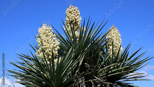 yucca