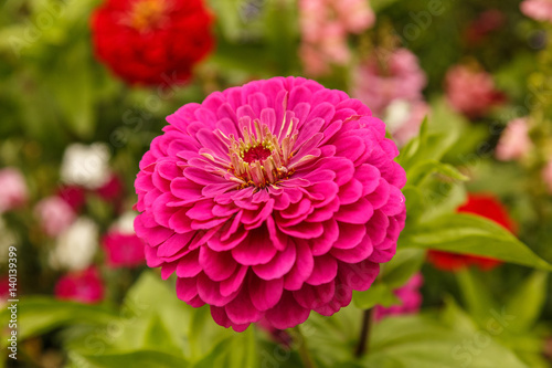 Blume