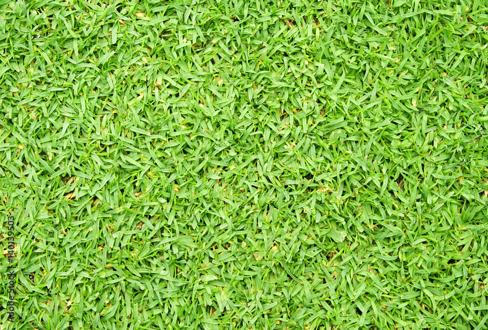 grass grass