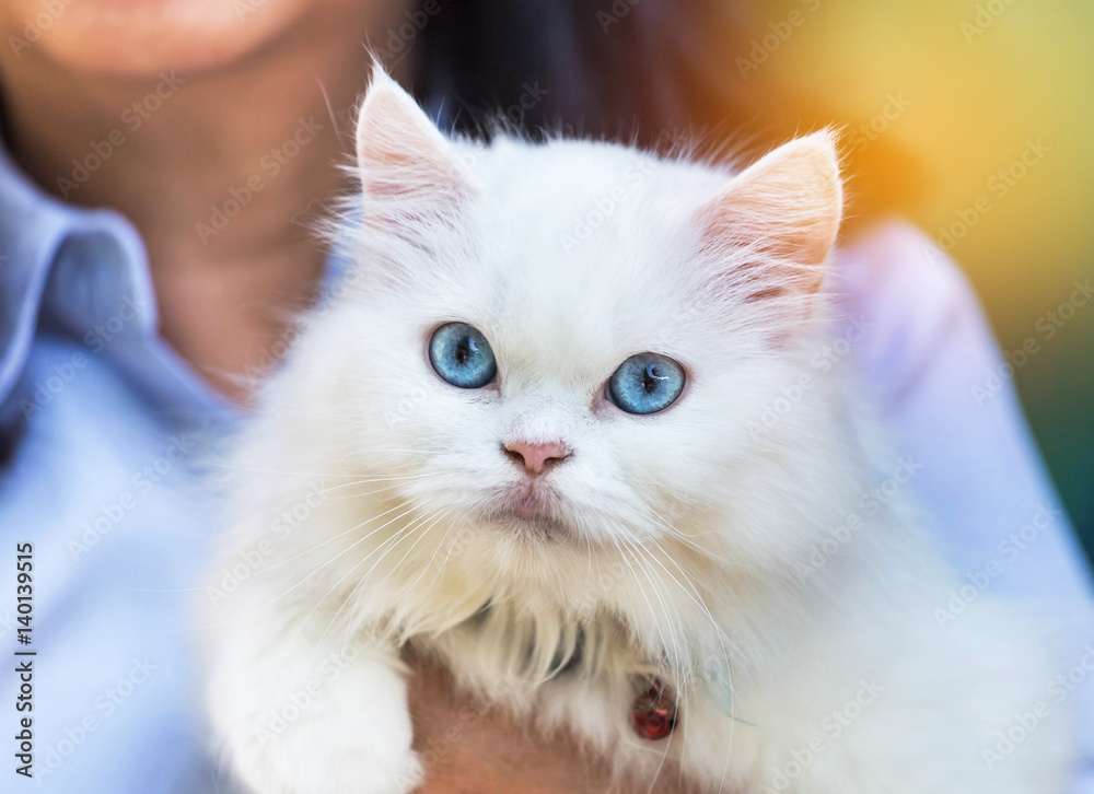 close up white persian cat looking in embrace woman