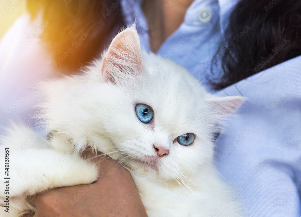 close up white persian cat looking in embrace woman
