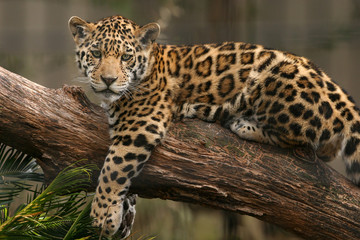 Ingelijste posters Wilde dieren Jaguar sluipend door groene jungle  © Ronnie Howard