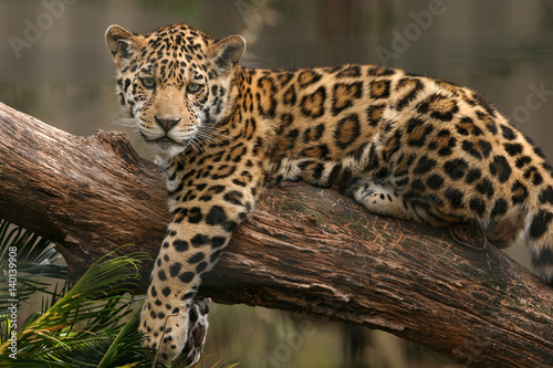 Photographie Jaguar