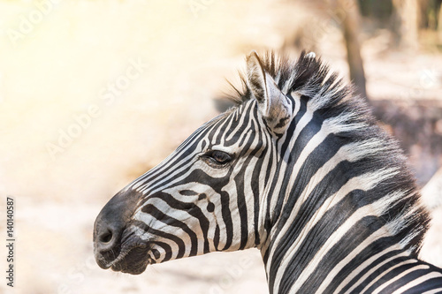 close up head gf  plains zebra  Equus quagga  or Burchells zebra  Equus burchelli 
