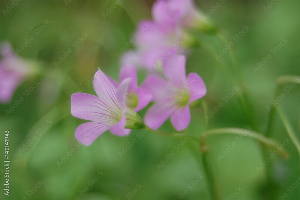 purple wild flower