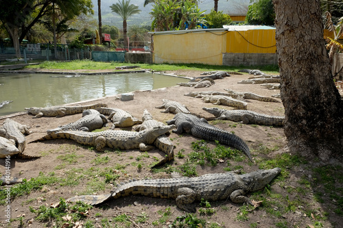 Crocodiles in the farm Hamat Gader