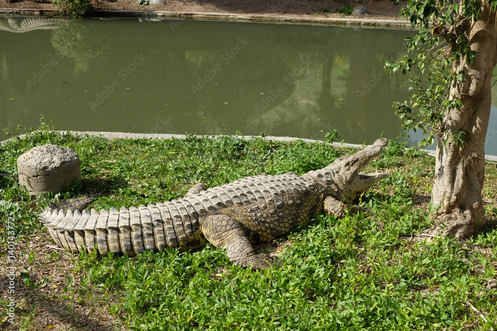 Nile Crocodile in the farm Hamat Gader Nile Crocodile in the farm Hamat Gader