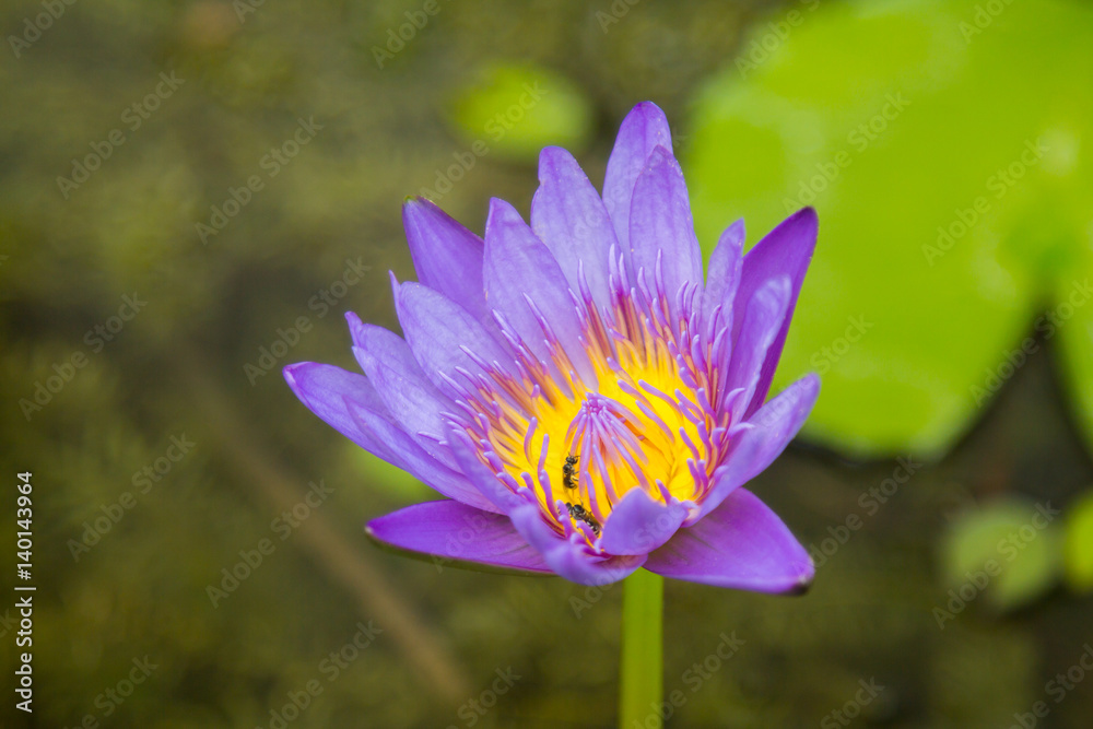 Pink lotus blossoms or water lily flowers blooming in water.