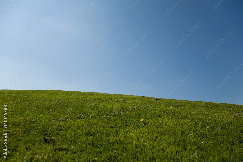 Grass with blue sky