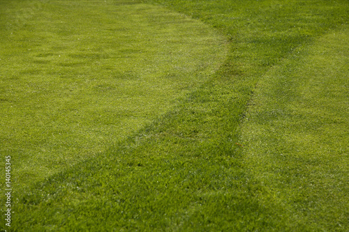 Close-up of mown grass