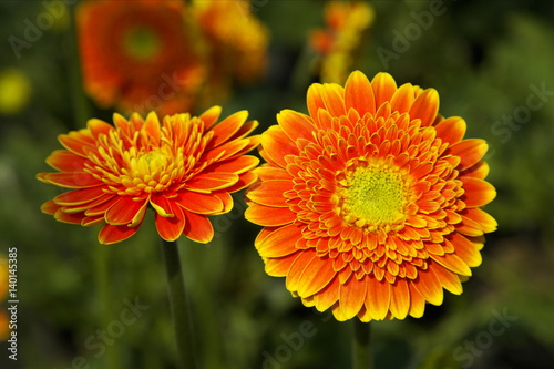 Orange gerbera