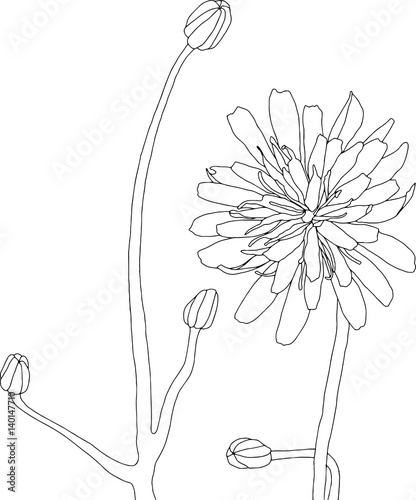 Wildflower line drawing illustration. Flower art isolated on white, no background.
