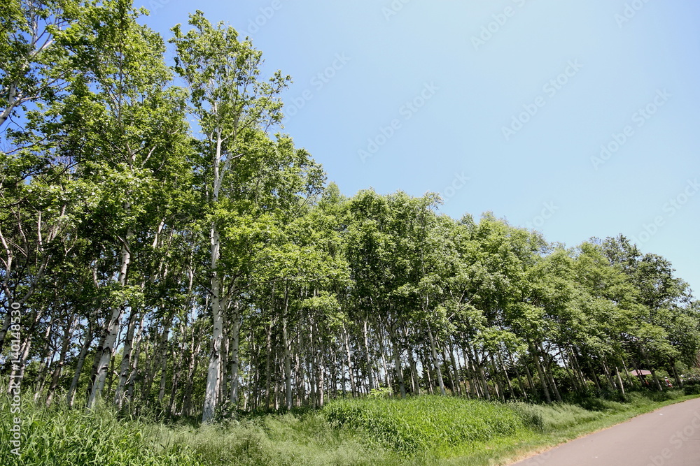 Four seasons of Sapporo Maeda Forest Park Four seasons of Sapporo Maeda Forest Park