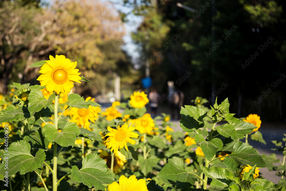 Fototapeta premium sunflower field