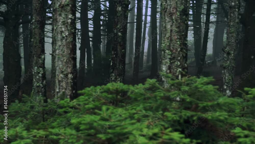 Passing by forest mountain pine trees surrounded in mist and fog at dawn Passing by forest mountain pine trees surrounded in mist and fog at dawn