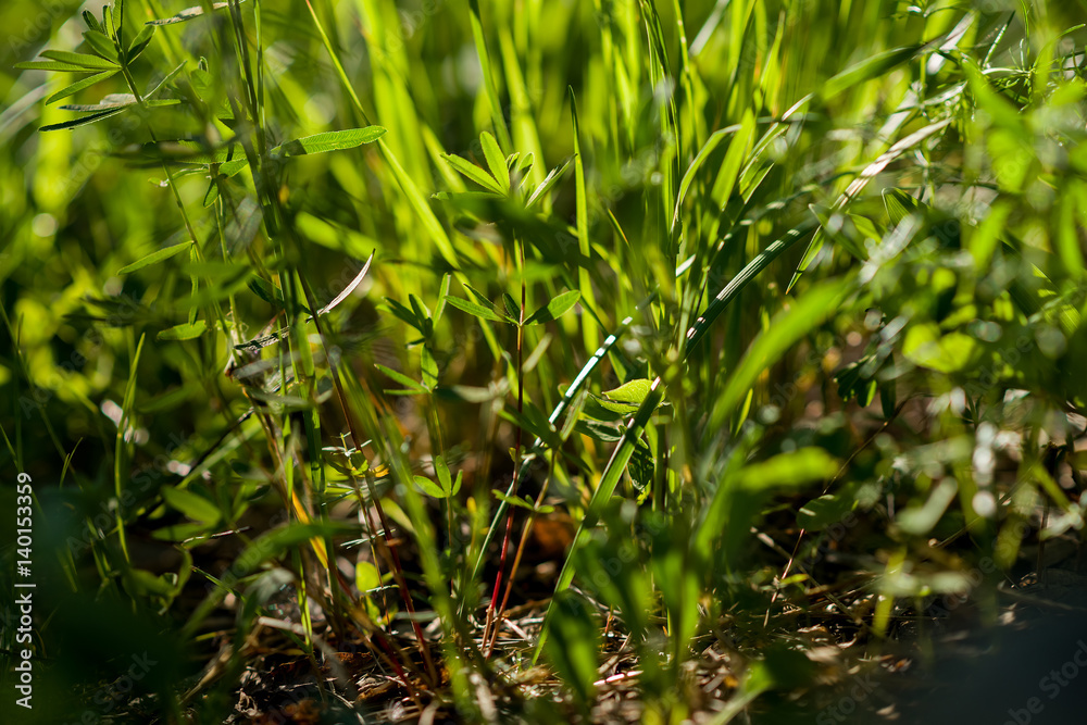Green grass under the bright sun. Abstract natural backgrounds Green grass under the bright sun. Abstract natural backgrounds