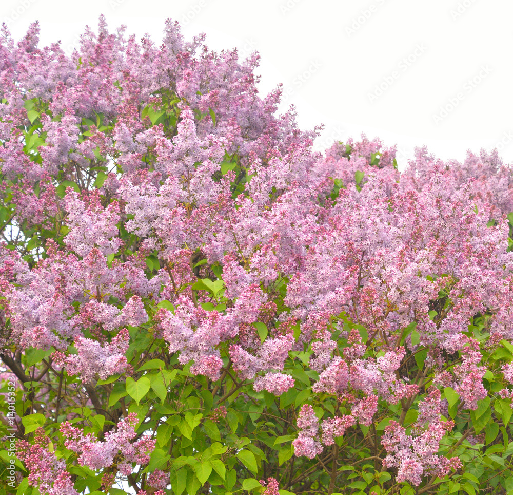 Beautiful lilac flowers.