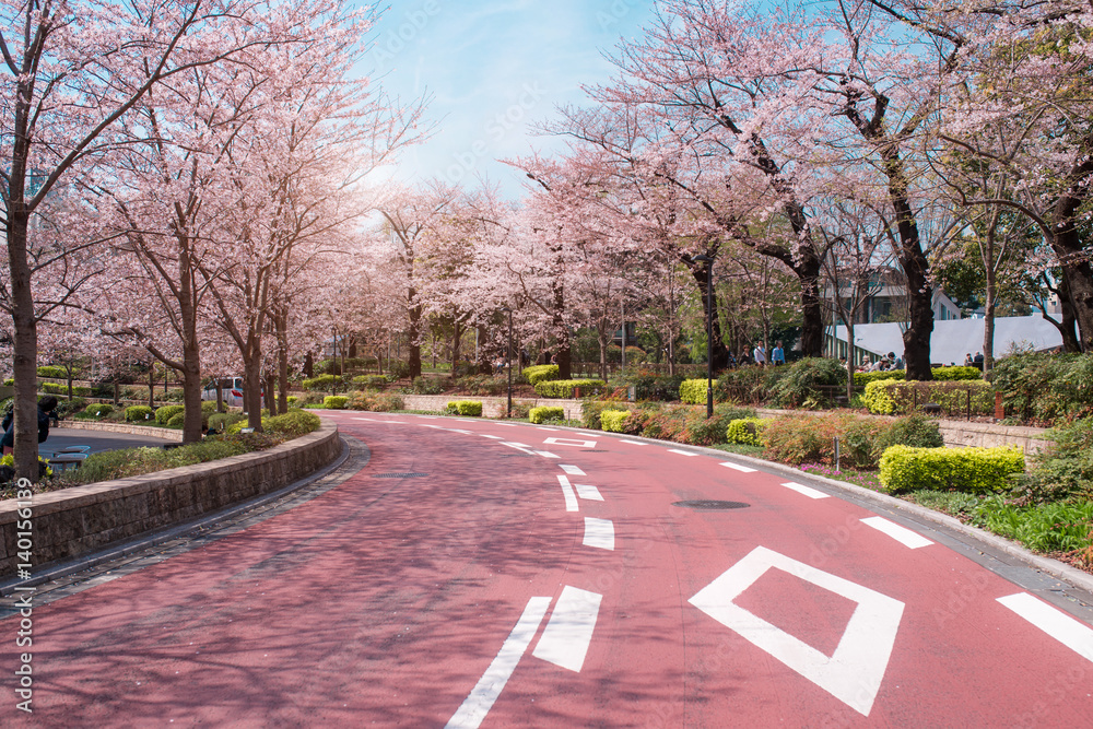 Obraz premium TOKYO MIDTOWN, JAPAN - APRIL 1ST: Spring sakura cherry blossoms