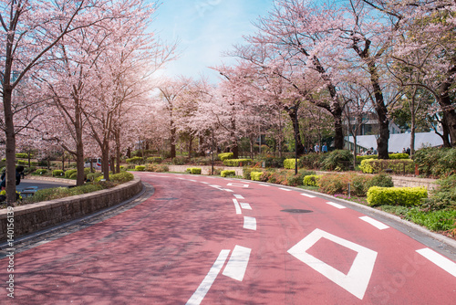 TOKYO MIDTOWN, JAPAN - APRIL 1ST: Spring sakura cherry blossoms photo