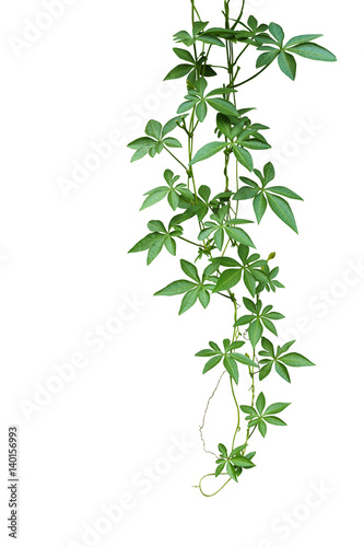 Wild morning glory climbing vine hanging with palmate green leaves and budding flower isolated on white background  clipping path included.