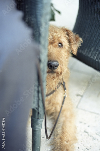 Fox Terrier sitting next to a Cane Chair - Dog - Domestic Animal