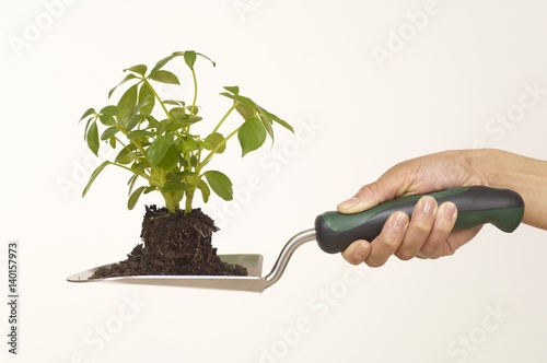 Person holding trowel with seedling photo