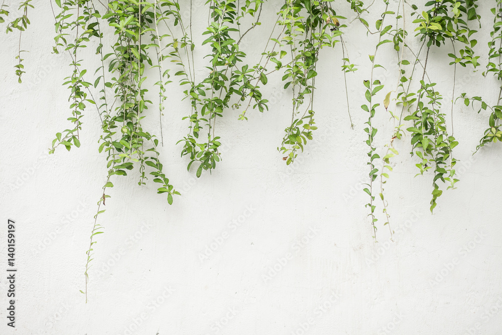 Green leaves with natural background
