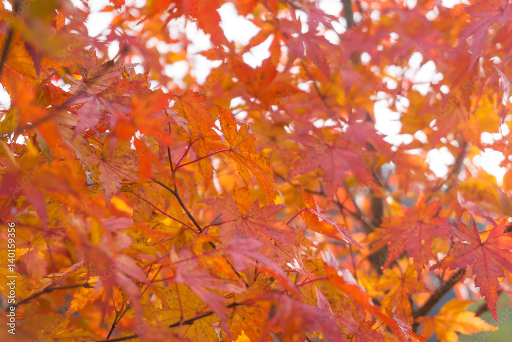 Maple tree leaves autumn fall scene Maple tree leaves autumn fall scene
