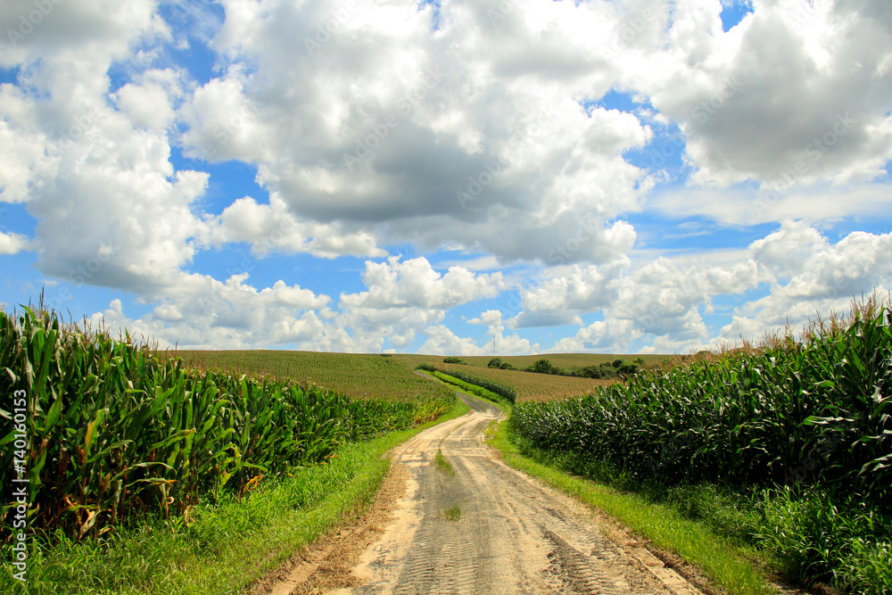 Fototapeta premium Way corn blue sky field crop