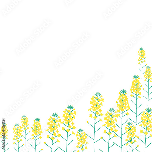 背景イラスト　菜の花