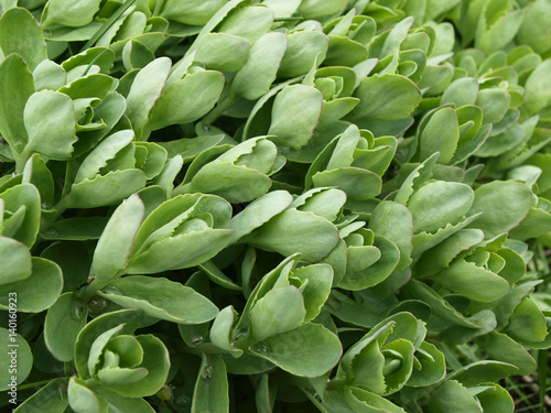 Sedum or hylotelephium spectabile green plant
