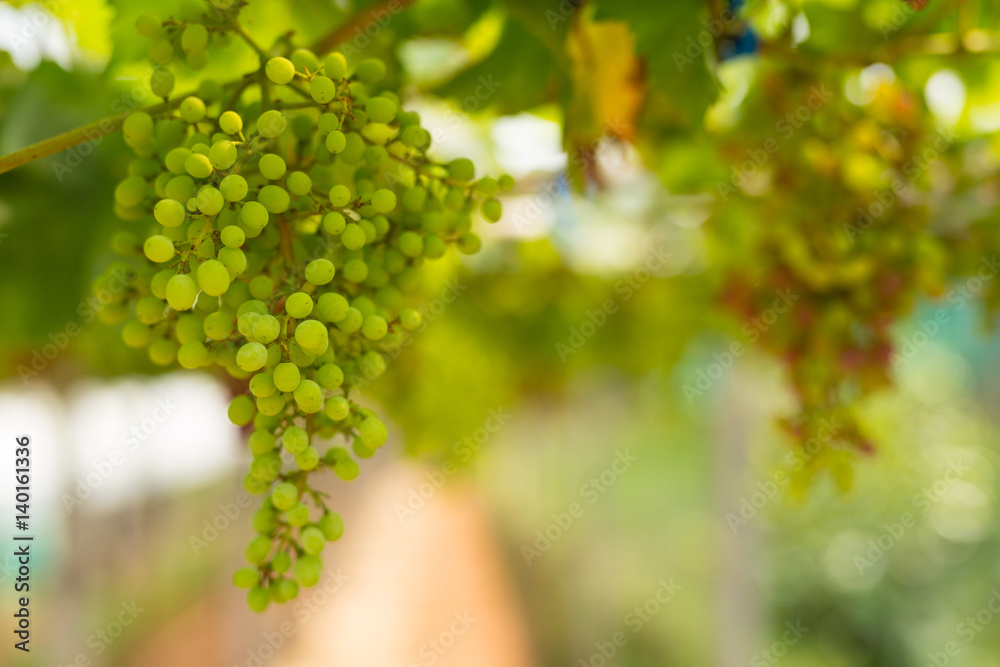 Fototapeta premium Vineyard