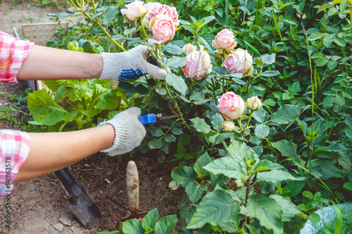 Fototapeta Naklejka Na Ścianę i Meble -  Woman in gloves trims a rose garden with the help of secateurs