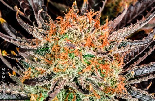 Cannabis Varieties, Macro and Close Up Medical and Recreational Marijuana photo