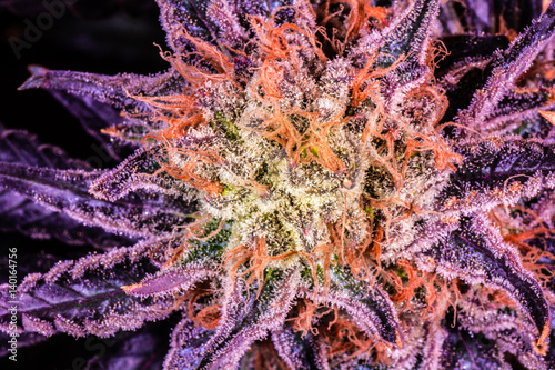 Cannabis Varieties, Macro and Close Up Medical and Recreational Marijuana photo