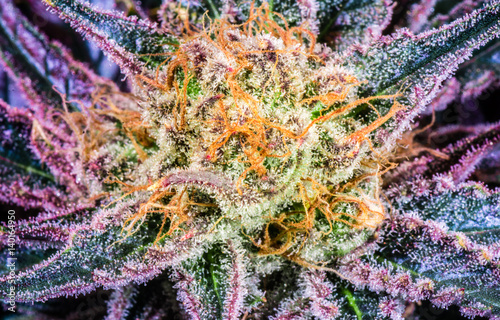 Cannabis Varieties, Macro and Close Up Medical and Recreational Marijuana