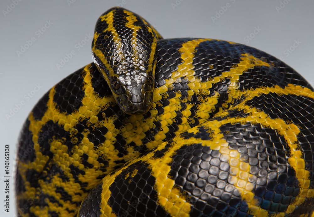 Naklejka premium Crawling yellow anaconda in knot
