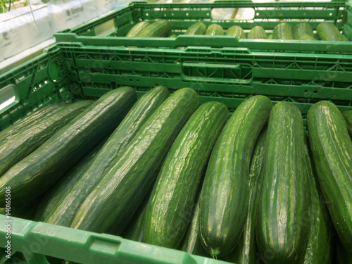 Harvesting cucumbers in greenhouses, cucumbers in a green box