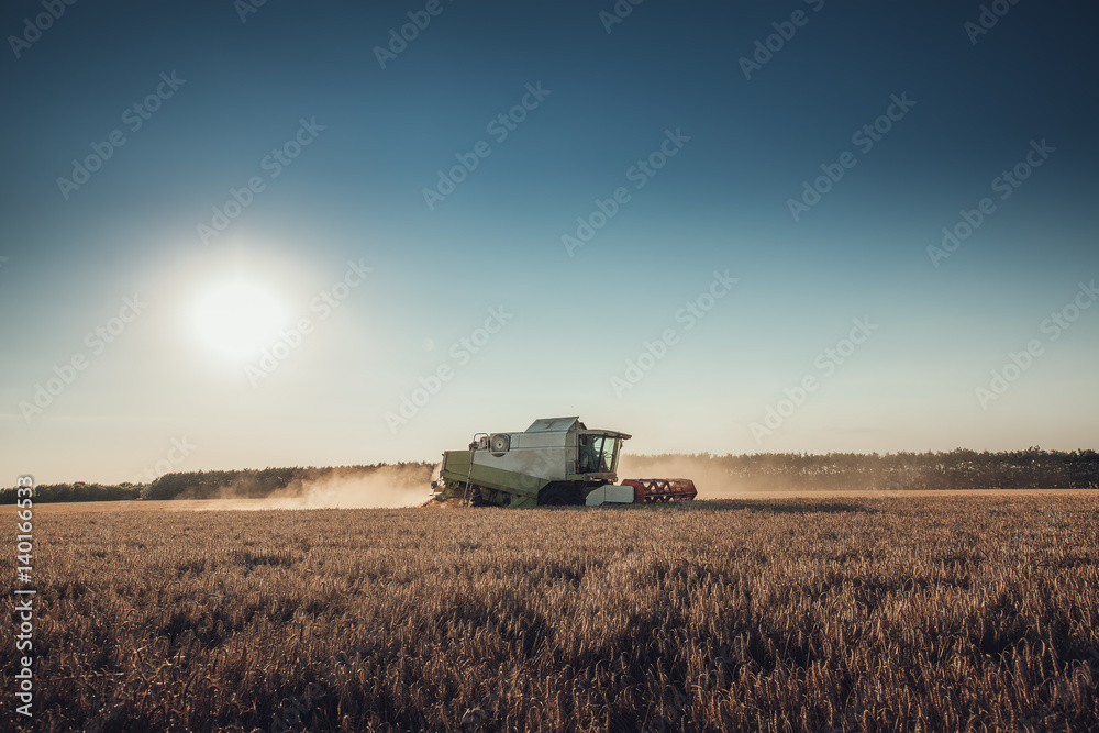 Fototapeta premium Combine harvester agriculture machine harvesting golden ripe wheat field