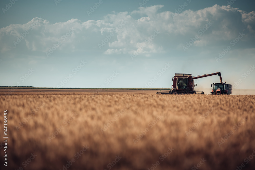 Fototapeta premium Combine harvester agriculture machine harvesting golden ripe wheat field