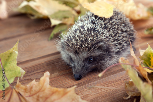 Young hedgehog in autumn leaves