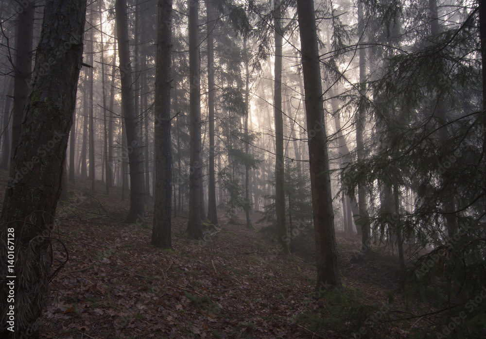 Schöner Wald Schöner Wald