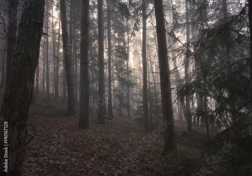Schöner Wald
