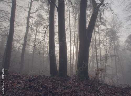 Mystischer Wald photo