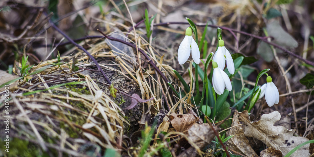 Schneeglöckchen Galanthus Frühlingsboten im Wald Schneeglöckchen Galanthus Frühlingsboten im Wald