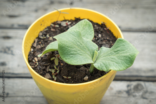 野菜のポット苗 カボチャ