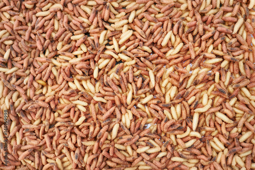 Red and white maggot worm bait for fishing