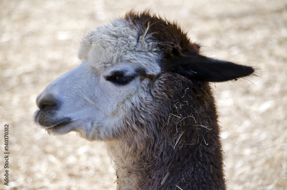 Obraz premium alpaca