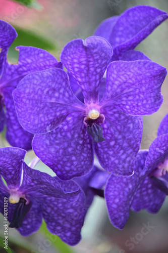 Purple orchid at the peradeniya gardens kandy sri lanka